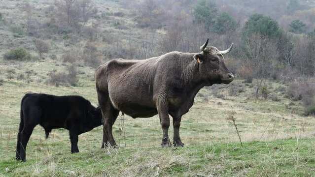 Un ternero mamando la leche de una vaca.