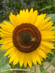 ひまわりに集まるミツバチたち　花粉を足につけて花と空を飛び回っている
Bees gathering around the sunflowers are flying around the flowers and the sky with pollen on their feet.