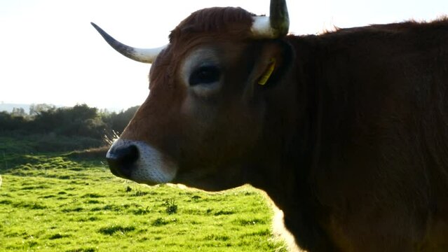 Detalle de la cabeza de una vaca echando vaho por el fr&iacute;o.