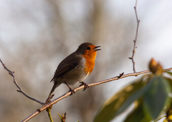 Robin