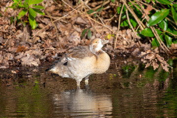 Egyptian gosling
