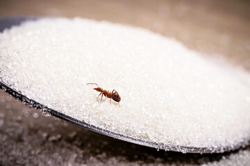 one small red ants on a spoon with sugar, pest problems indoors