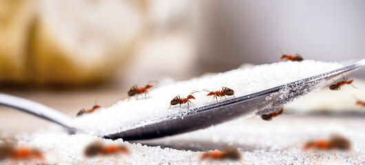 small red ants on sugar spoon, ants on table, spot focus