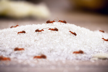 red and small ants on a pile of sugar dropped on the ground, ants indoors, insect invasion and need...