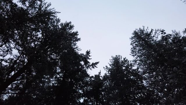 Low Angle Looking Up, Entering Forest of Dense Pine Trees in Silhouette
