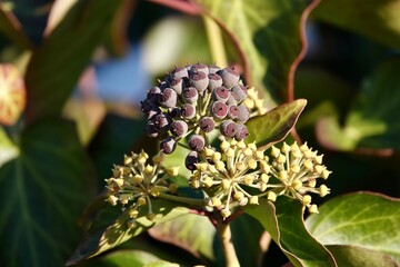 Purple ripe berries of common ivy. Ivy berries are somewhat poisonous to humans, but ivy extracts are part of current cough medicines. High quality photo