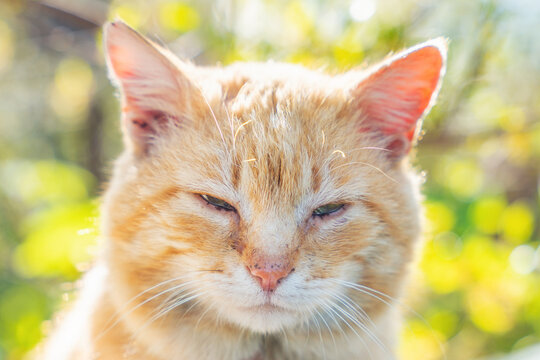 Portrait of a red stray cat with sore eyes