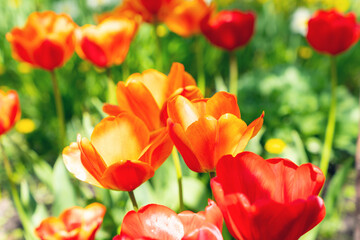 Beautiful flowers of red-yellow tulip bloom in the spring garden