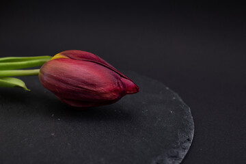 Bright red tulip flower on black background
