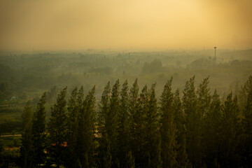 Pine forest with beautiful mountain in the morning.