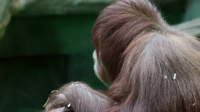 monkey orangutan looks interested in the camera