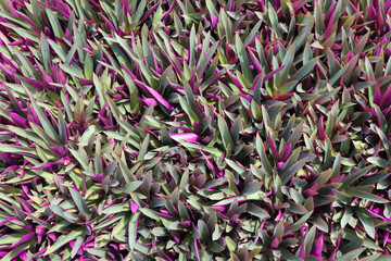 Oyster Plant violet leaves bright and beautiful background