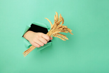 Female hand with spikelets of wheat punching through the mint paper.