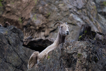 rocky mountain bighorn sheep ewe on a cliff