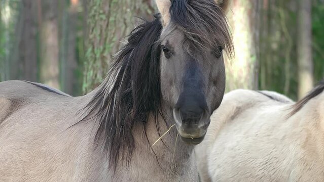 A gray horse with a black mane stands sideways to the camera, one horse is out of focus, the face is close-up, the concept of breeding domestic animals, breeding horses for racing