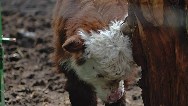 Hareford  calf scratching its head against a tree, it is red in color with a running head, the concept of breeding domestic animals, the production of meat and milk cattle