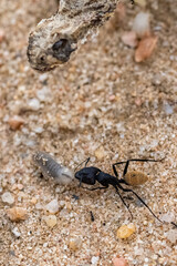 Namibian ant eating a worm, with the head of a dead snake, Saharan horned viper, in background, life cycle

