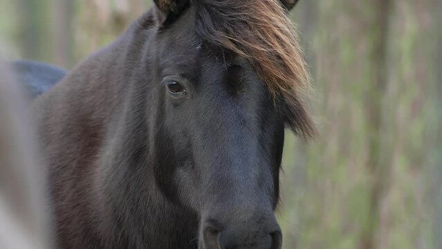 A black horse stands in a coniferous green forest, looks at the camera and does not move headshot, a close-up face, the concept of domestic animal breeding, breeding horses for racing