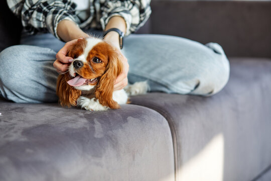 cropped woman at home cuddling on sofa with cute pet dog. Pets, love and relax at home. unrecognizable lady in casual wear stroking purebred king spaniel dog, adorable animal with owner in cozy room