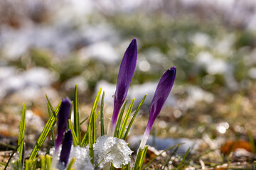 purple crocus flowers