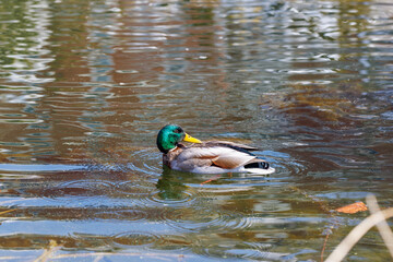duck on the water