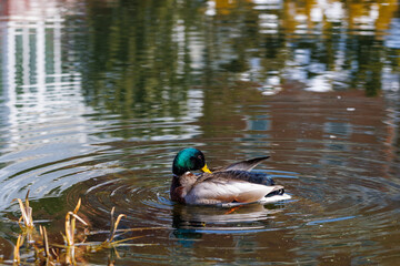 duck on the water