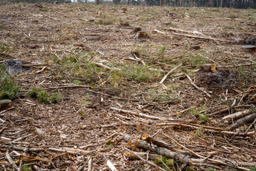 Aftermath of logging in a forest   