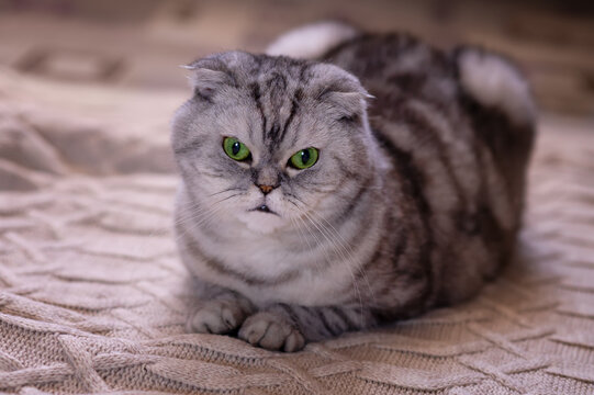 A grey Scottish fold-eared cat lies on a warm beige plaid. Cozy cute warm concept of a house with a pet...
