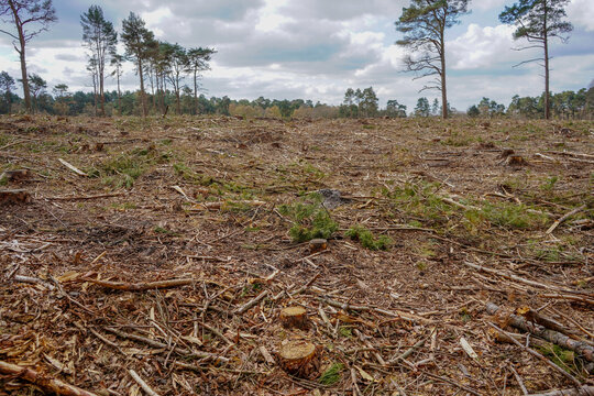 Aftermath of logging in a forest   