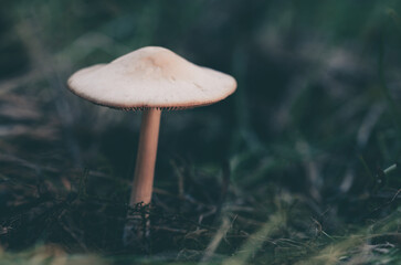 Fototapeta premium mushroom in the grass