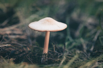 mushroom in the forest