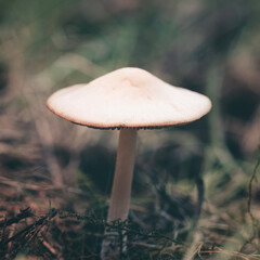 mushrooms in the forest
