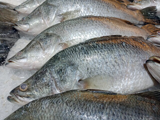Fresh sea fishes on ice, close-up.