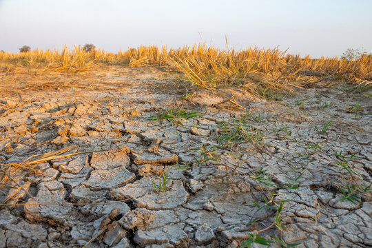 saline soil
