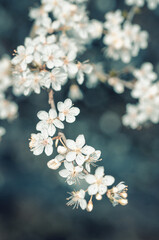  tree blossom