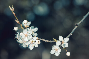 blossom in spring