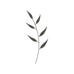 leaves isolated on white