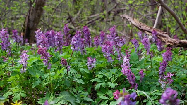 purple fumewort plants, possibly Corydalis solida, move in tender wind, fabulous meadow romantic mood, macro movie with tree trunks in background, spring awakening ecotourism