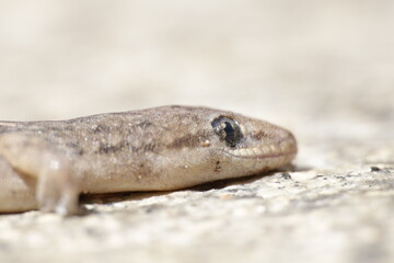 Gecko closeup macro in the rock