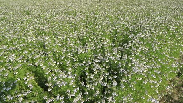 Blooming Green Nigella sativa flowers swing in the wind in the field. Beautiful Green Flowers Background Landscape view