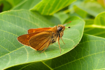 Orange butterfly on a leaf macro