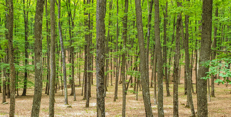 Tall trees in forest - pattern forest landscape