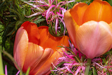 Tulips and flowers