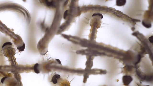 4K Macro shot of Mosquito Larvae