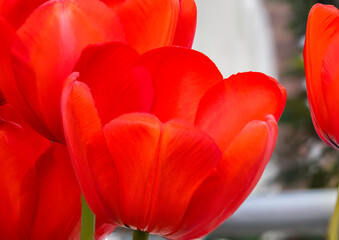 red tulips in the garden