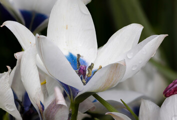 white and blue flower