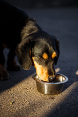 A domestic dog drinks water from a plate while walking on the street, a dachshund is walking.