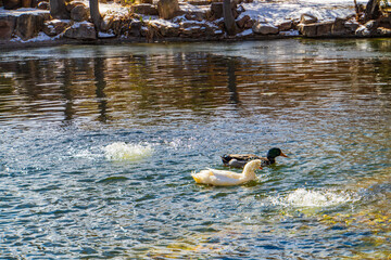 two ducks enjoying the bubbles in a pond in winter 
 - Powered by Adobe