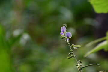 blue wild flowers in nature 