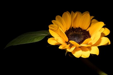 Girassol, flor amarela em fundo preto e planta com folha verde. 